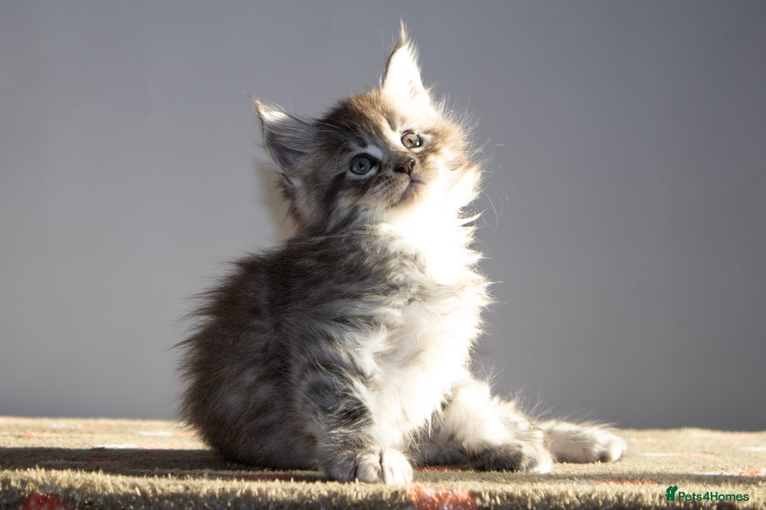 Maine Coon cats for sale: Gorgeous TICA-Registered Maine Coon Kittens! - Advert 5