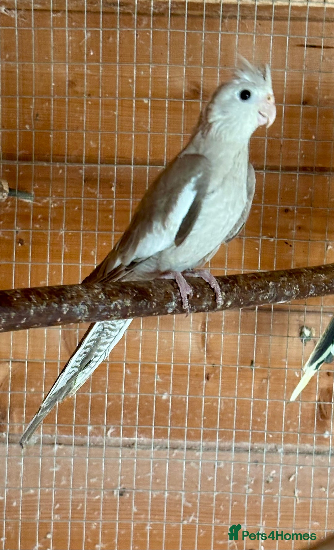 Cockatiels birds for sale: Baby Cockatiels for sale  - Image 4