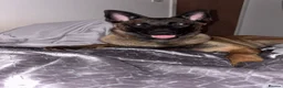 Belgian Shepherd Dog dogs for sale: Kilo  in Coventry - Advert 5
