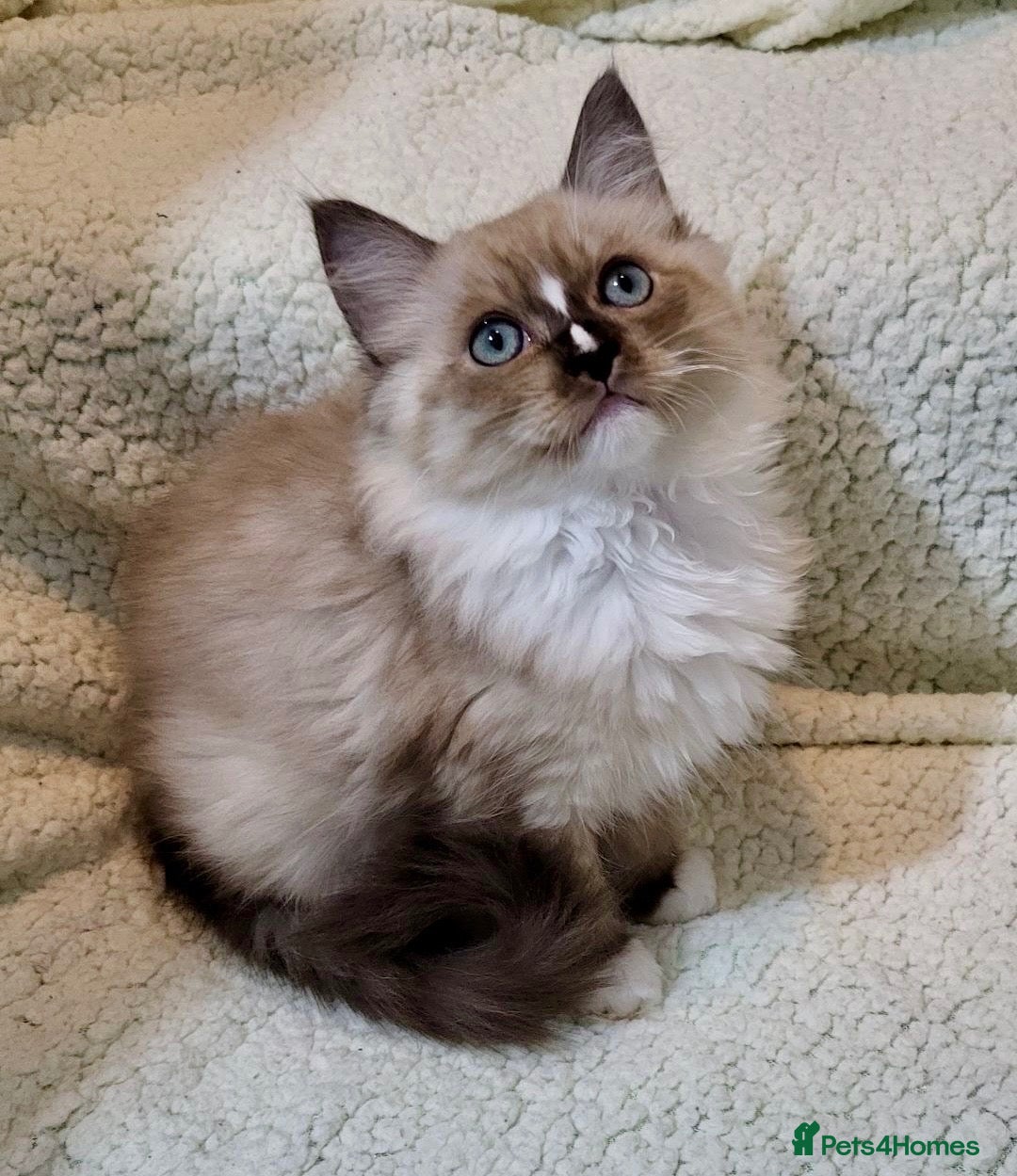 Ragdoll cats Stunning seal mitted boy left - Advert 17