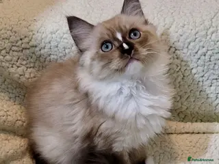 Ragdoll cats Stunning seal mitted boy left - Advert 17