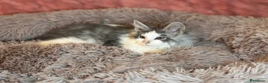 Maine Coon Kitten 3