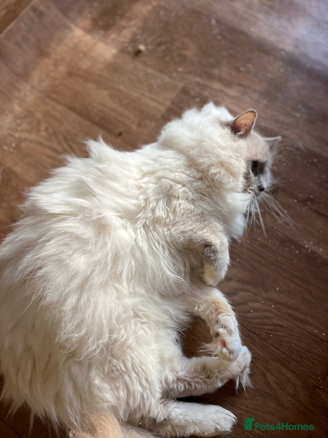 Ragdoll cats for sale: Adult male ragdoll Gccf 4 pet home  - Advert 2