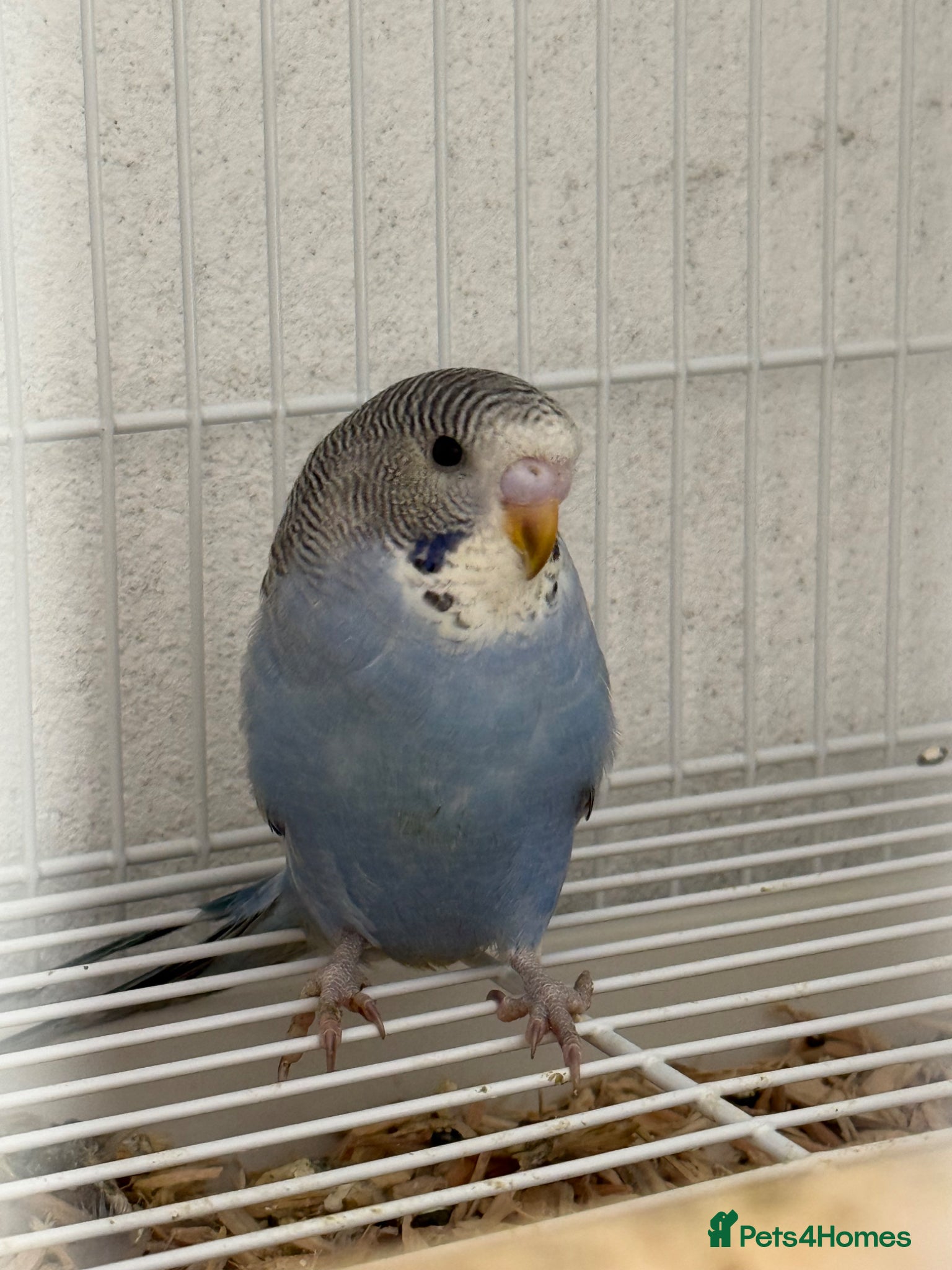 Budgerigars birds Beautiful baby budgie for sale - Advert 1