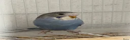 Budgerigars birds for sale: Beautiful baby budgie for sale - Advert 1