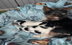 Biewer Terrier dogs for sale: 🌟🐾  Biewer Yorkie Puppies Available! 🐾 - Image 3