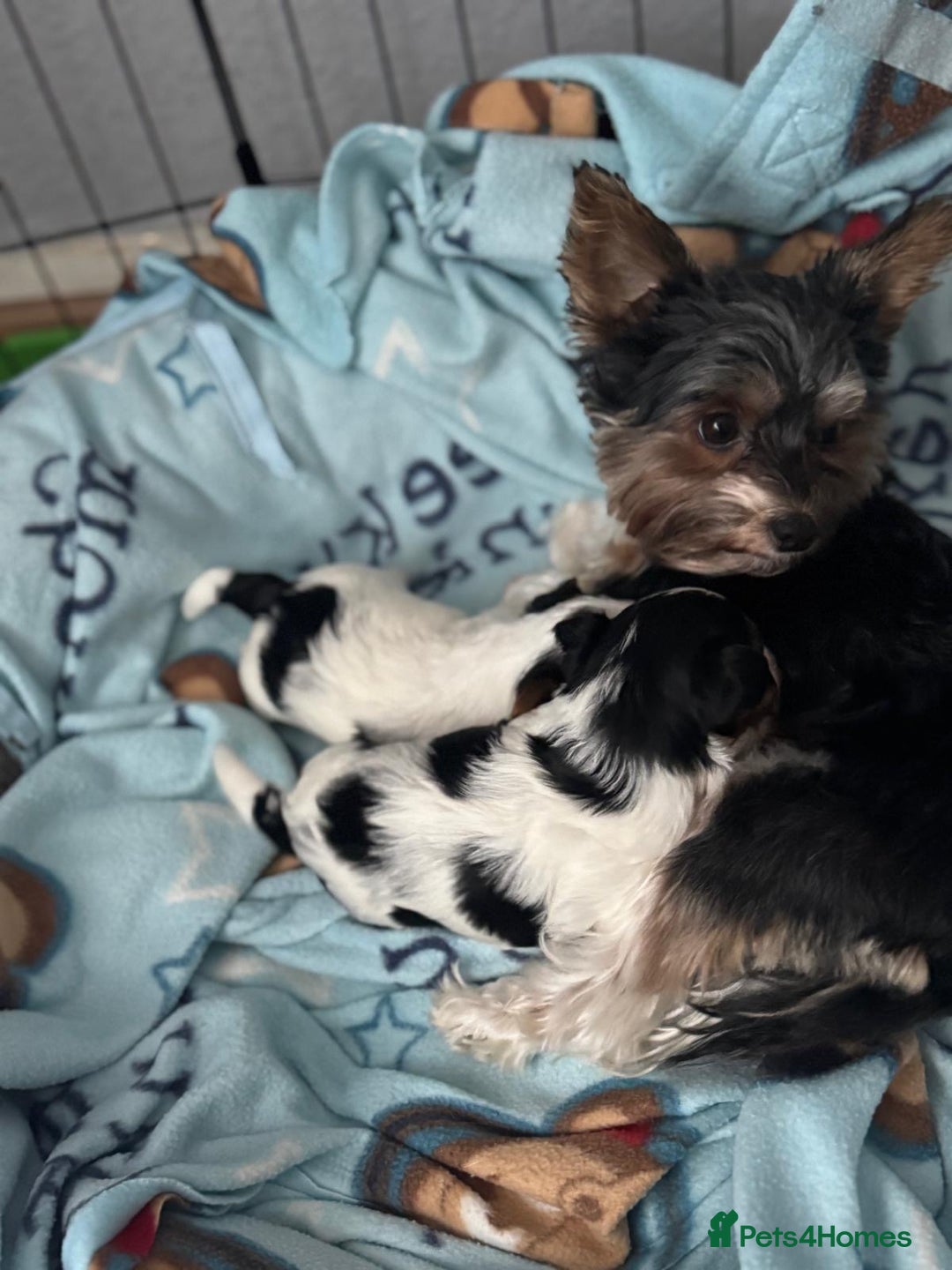 Biewer Terrier dogs for sale: 🌟🐾  Biewer Yorkie Puppies Available! 🐾 - Image 3