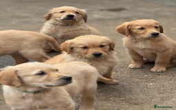 Golden Retriever dogs for sale: KC Registered Golden Retrievers puppies. - Image 1