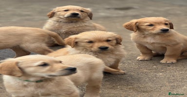 Golden Retriever dogs - Advert 2
