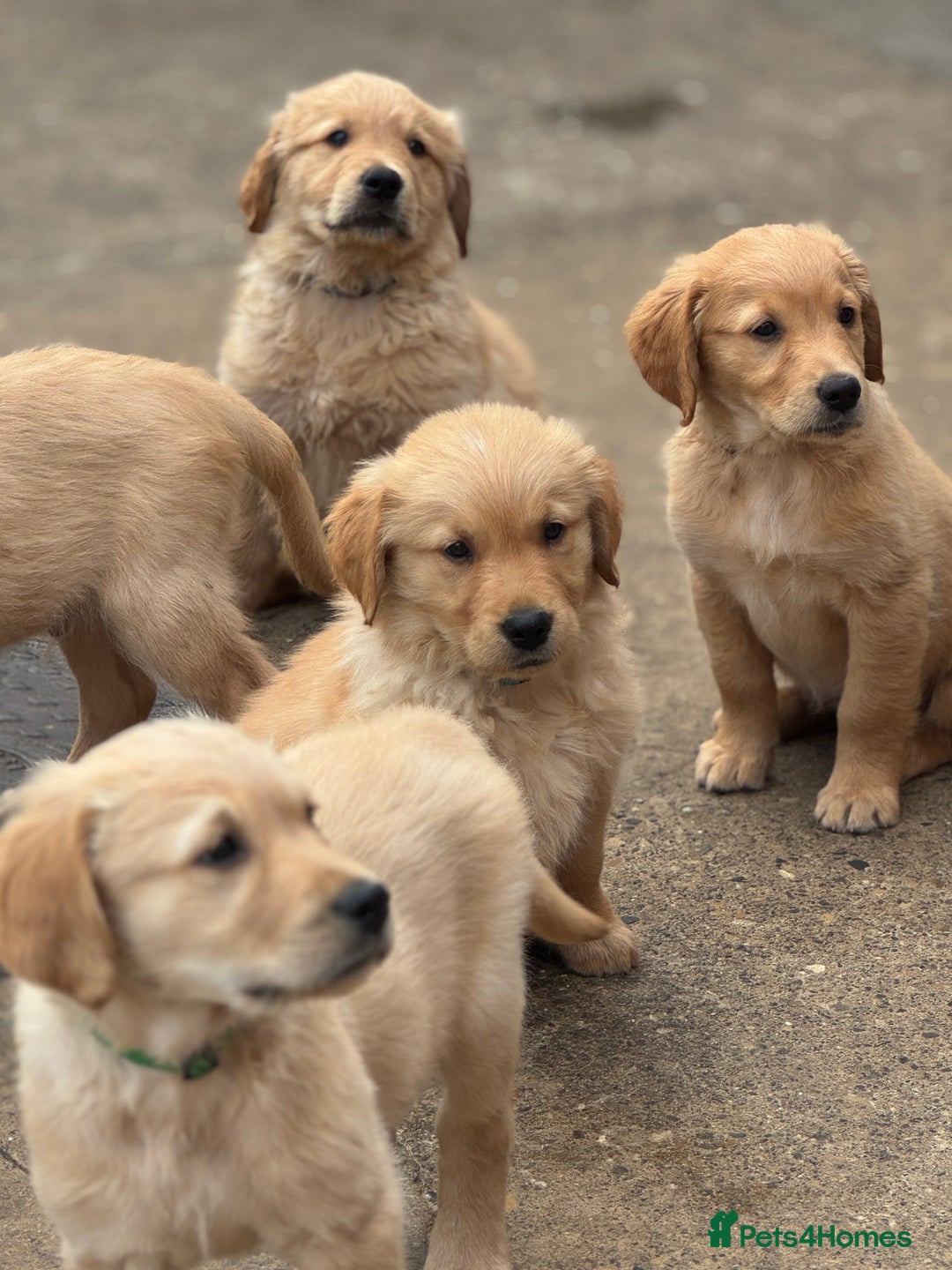 Golden Retriever dogs for sale: KC Registered Golden Retrievers puppies. - Image 1