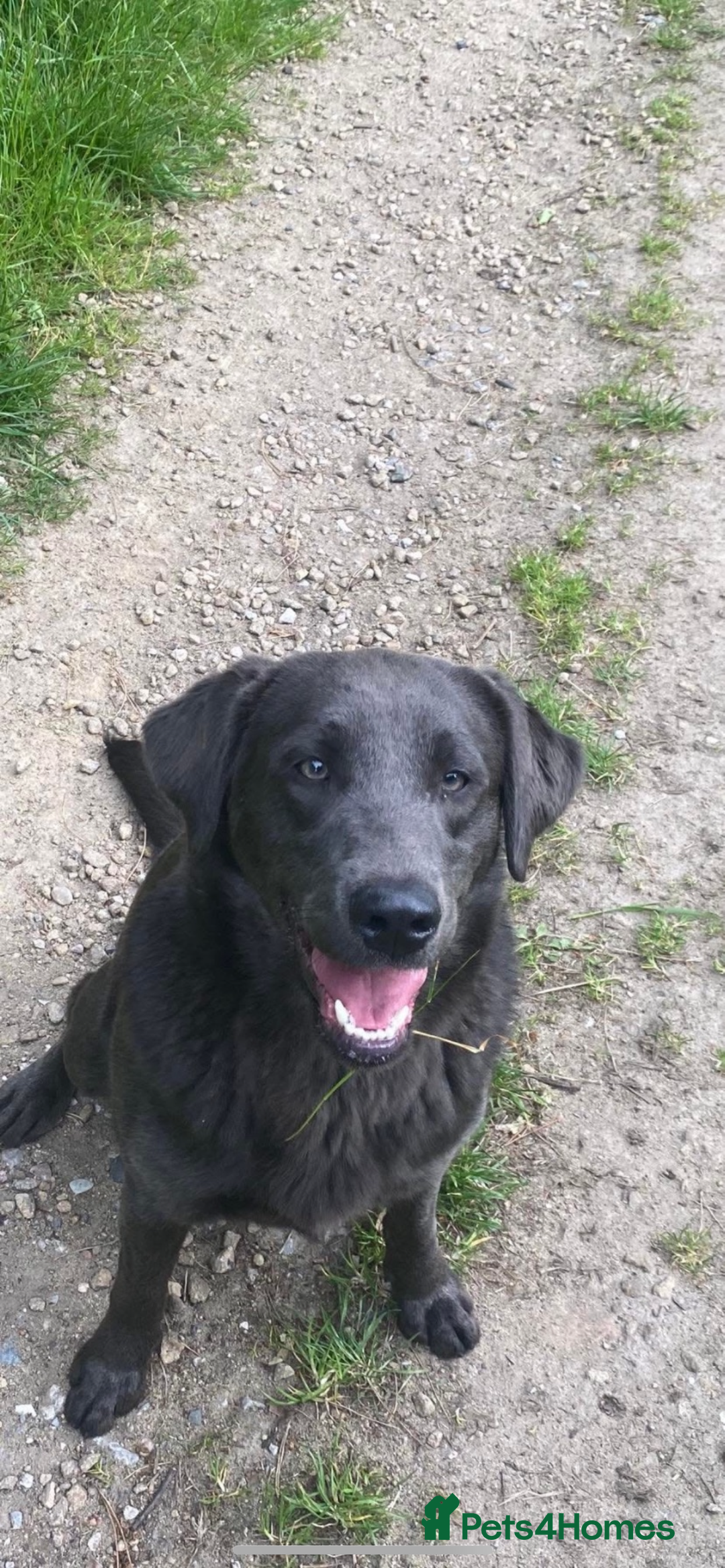 Labradoodle dogs for sale: Gorgeous labradoodle puppies - Advert 26