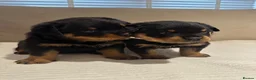 Rottweiler dogs for sale: OUTSTANDING QUALITY GERMAN ROTTWEILER PUPPIES  - Advert 11