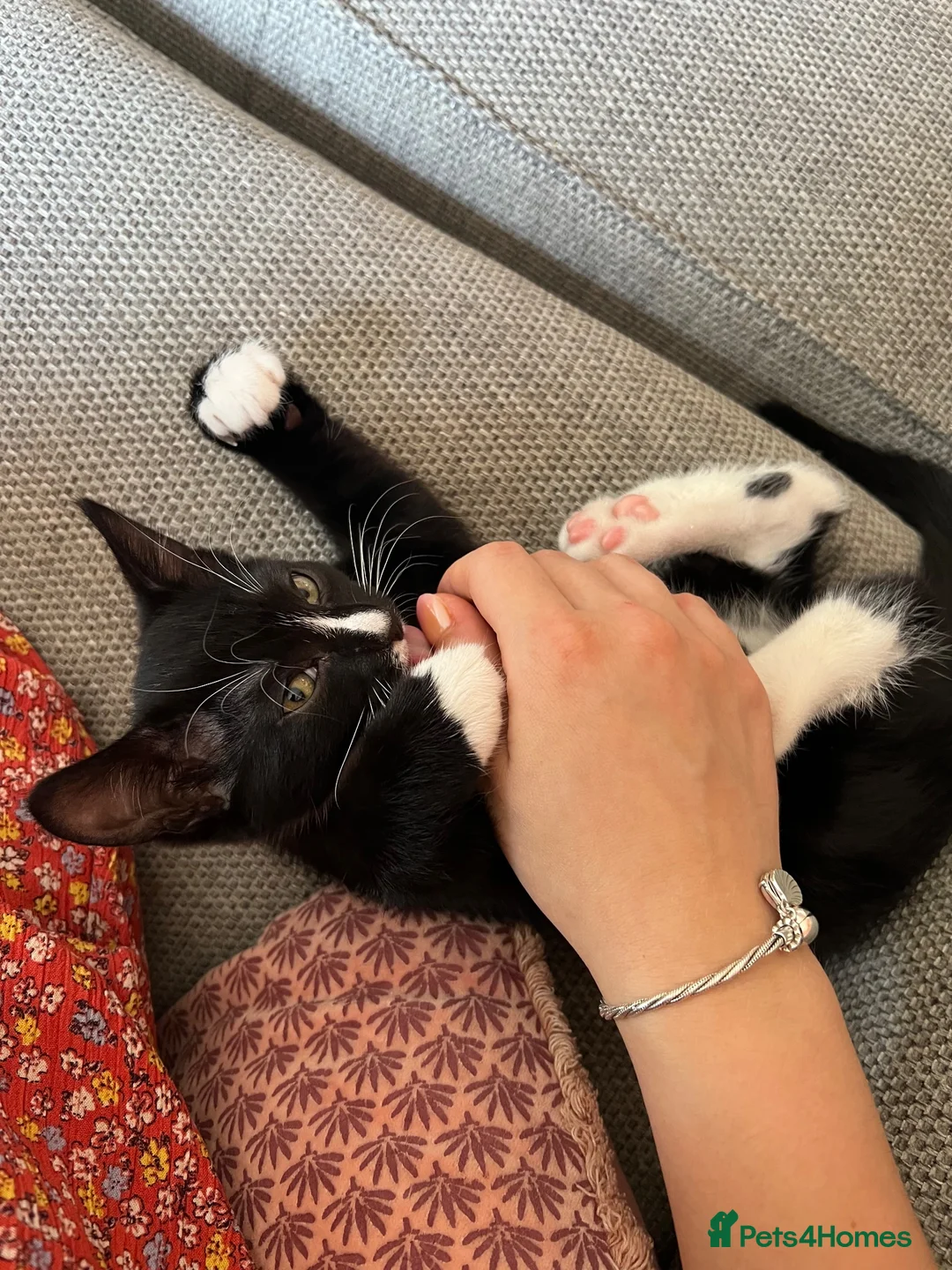 Mixed Breed cats for sale: Black and white female kitten! - Advert 3