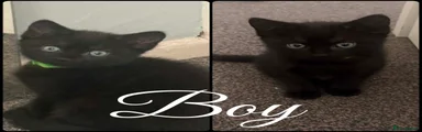 Mixed Breed Kitten 1