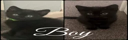 Mixed Breed cats for sale: 5 adorable mixed breed kittens - Advert 22