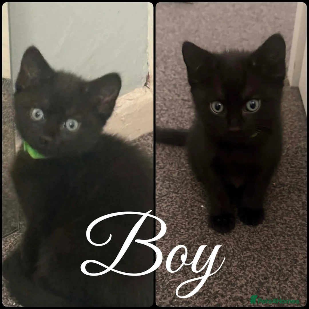 Mixed Breed cats for sale: 5 adorable mixed breed kittens - Advert 22