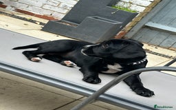 Mixed Breed dogs for sale: Beautiful cross puppy - Image 1