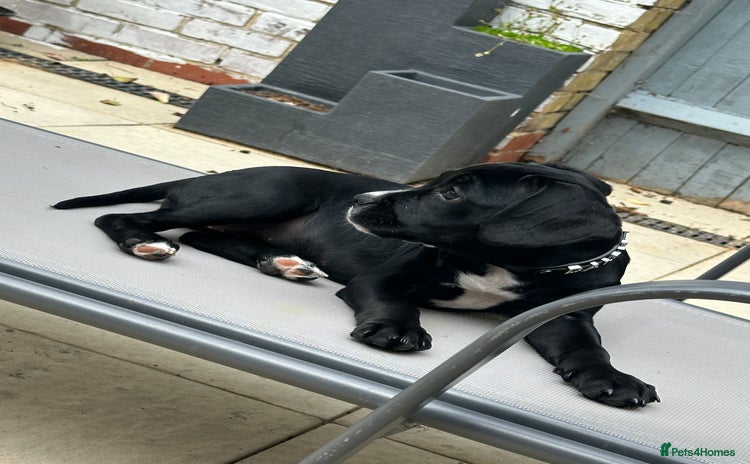 Mixed Breed dogs - Advert 15