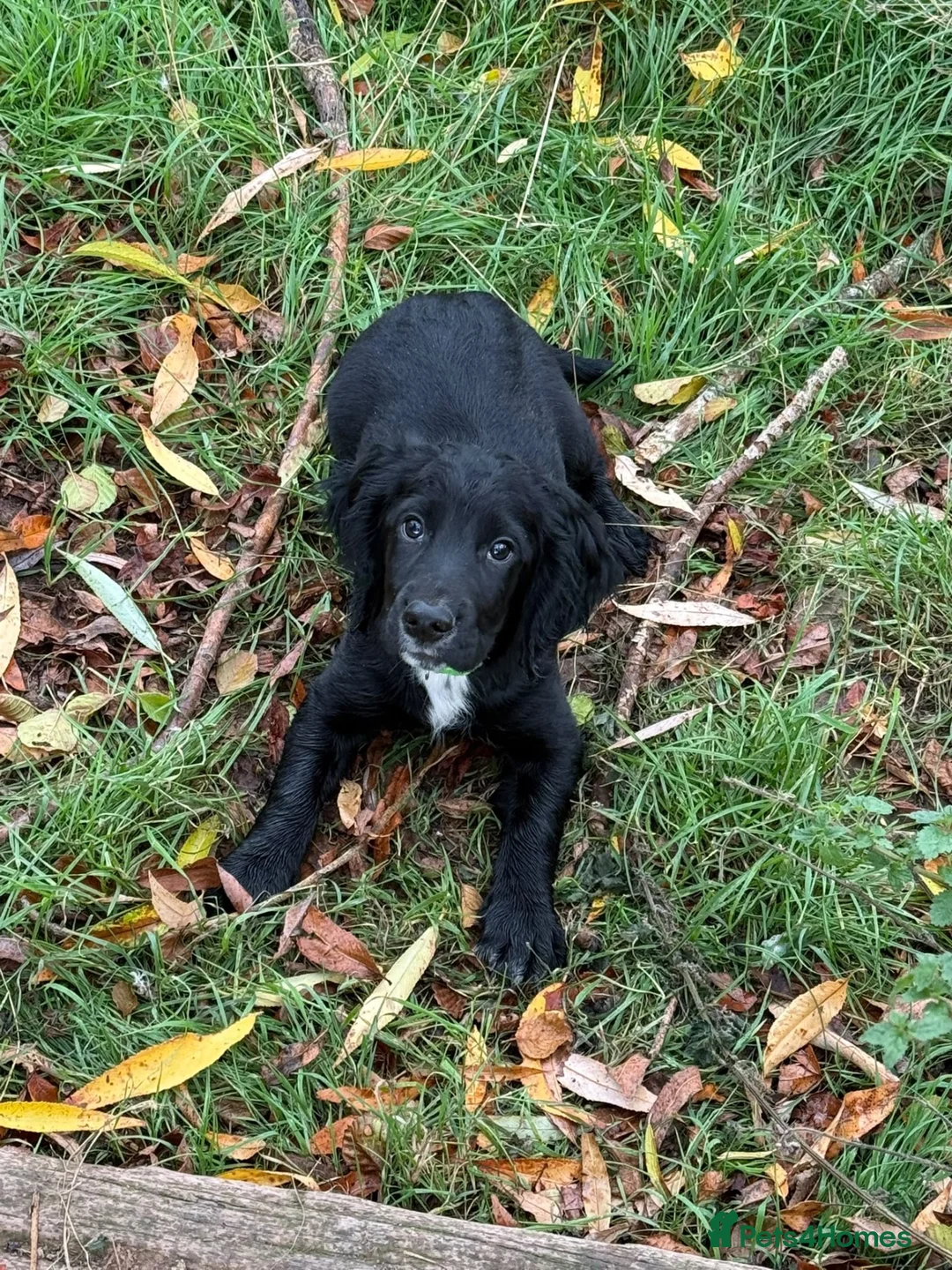 Cocker Spaniel dogs for sale: Working Cocker Spaniel Puppies  - Advert 2