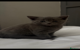 British Shorthair cats for sale: British shorthair kittens  - Image 2