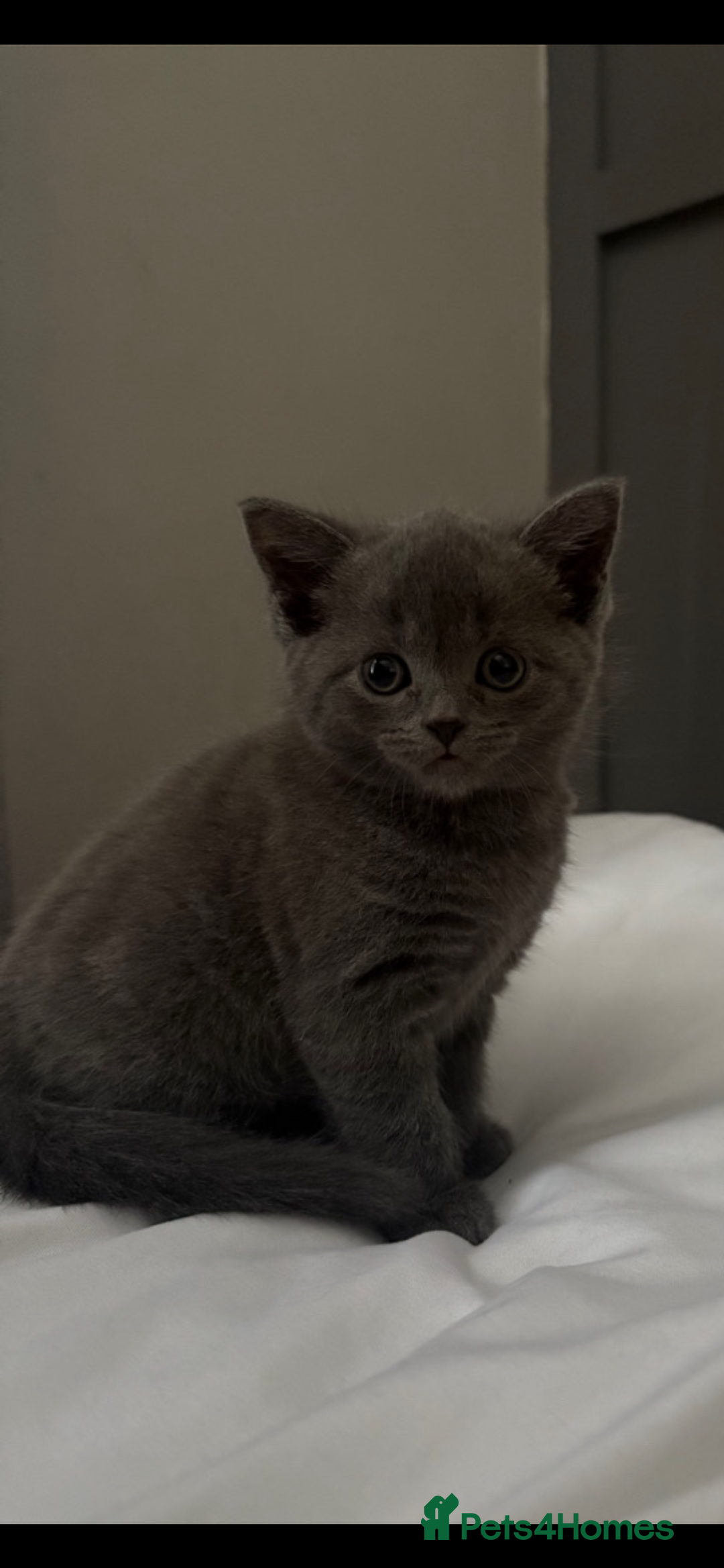 British Shorthair cats for sale: British shorthair kittens  - Image 2