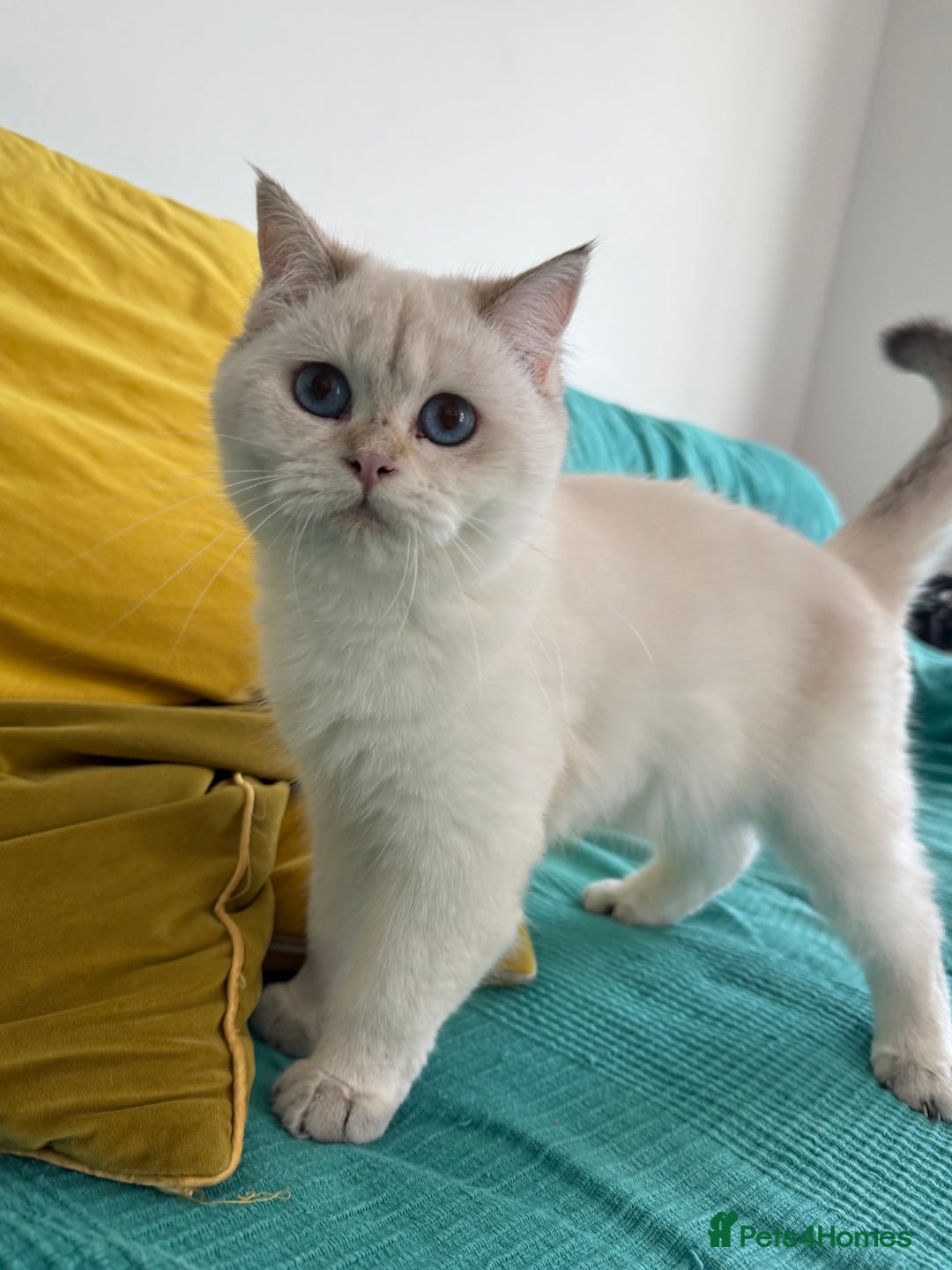 British Longhair cats for sale: British Longair and Shorthair Kittens for sale - Image 28