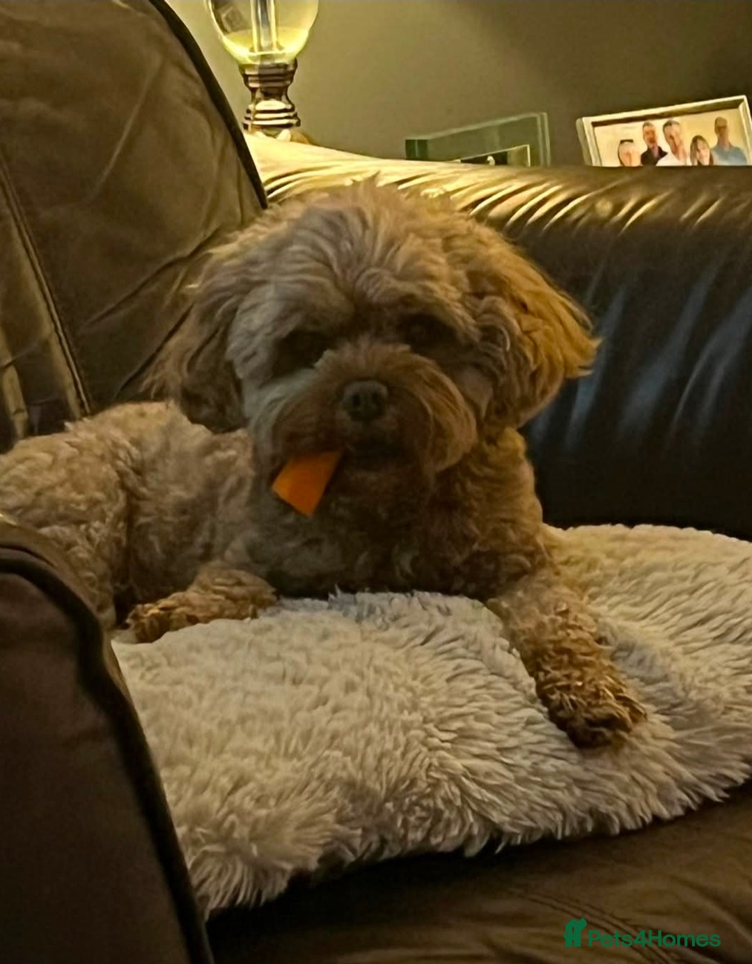 Cavapoo dogs for sale: Stunning Quality F1b Cavapoos - Advert 4