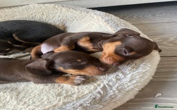 Dachshund dogs for sale: Minature dashounds boys  - Image 2