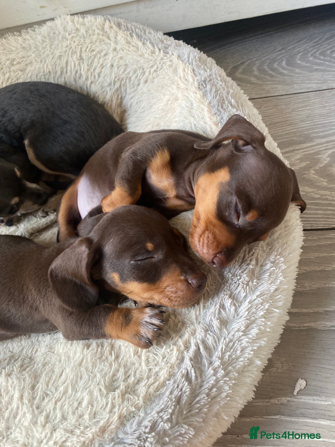 Dachshund dogs for sale: Minature dashounds boys  - Image 2