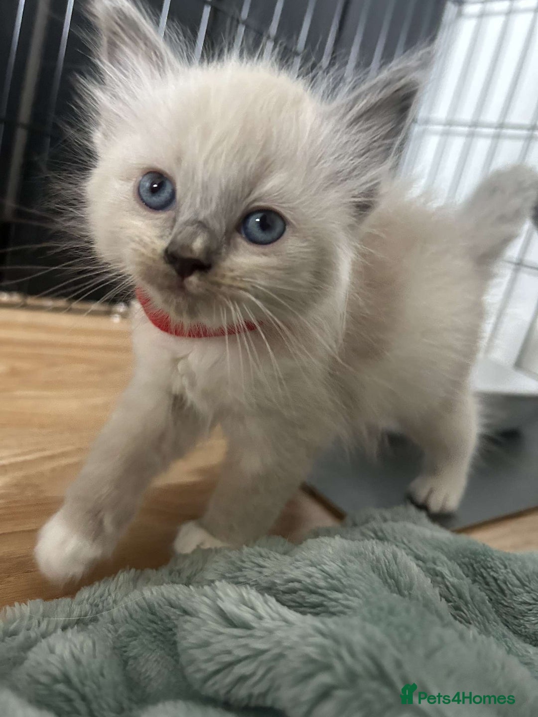 Ragdoll cats for sale: Pure ragdolls  - Image 6