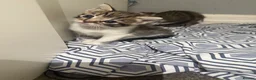 Mixed Breed cats for sale: Baby kittens  in Wigan - Advert 3