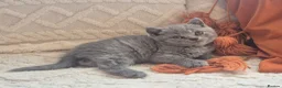 British Shorthair cats for sale: Purebred british shorthair kittens in Wigton - Advert 38