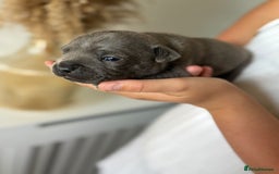 Staffordshire Bull Terrier dogs for sale: 😍😍 BEAUTIFUL & CHUNKY BLUES💙 - Image 31