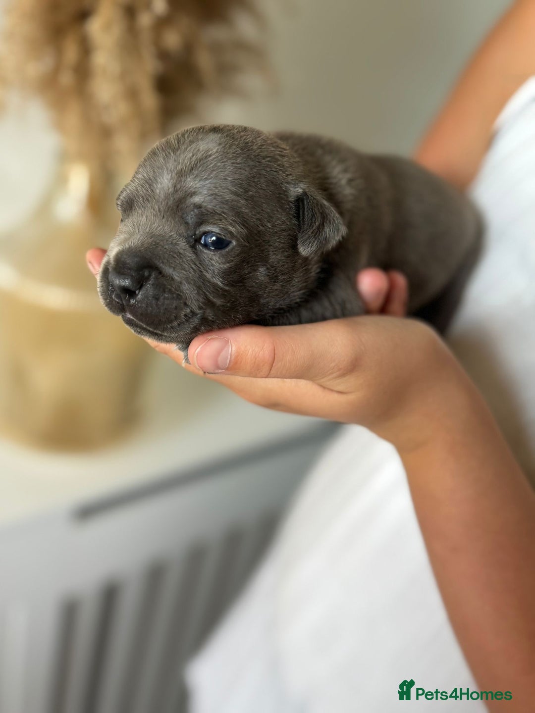 Staffordshire Bull Terrier dogs for sale: 😍😍 BEAUTIFUL & CHUNKY BLUES💙 - Image 31