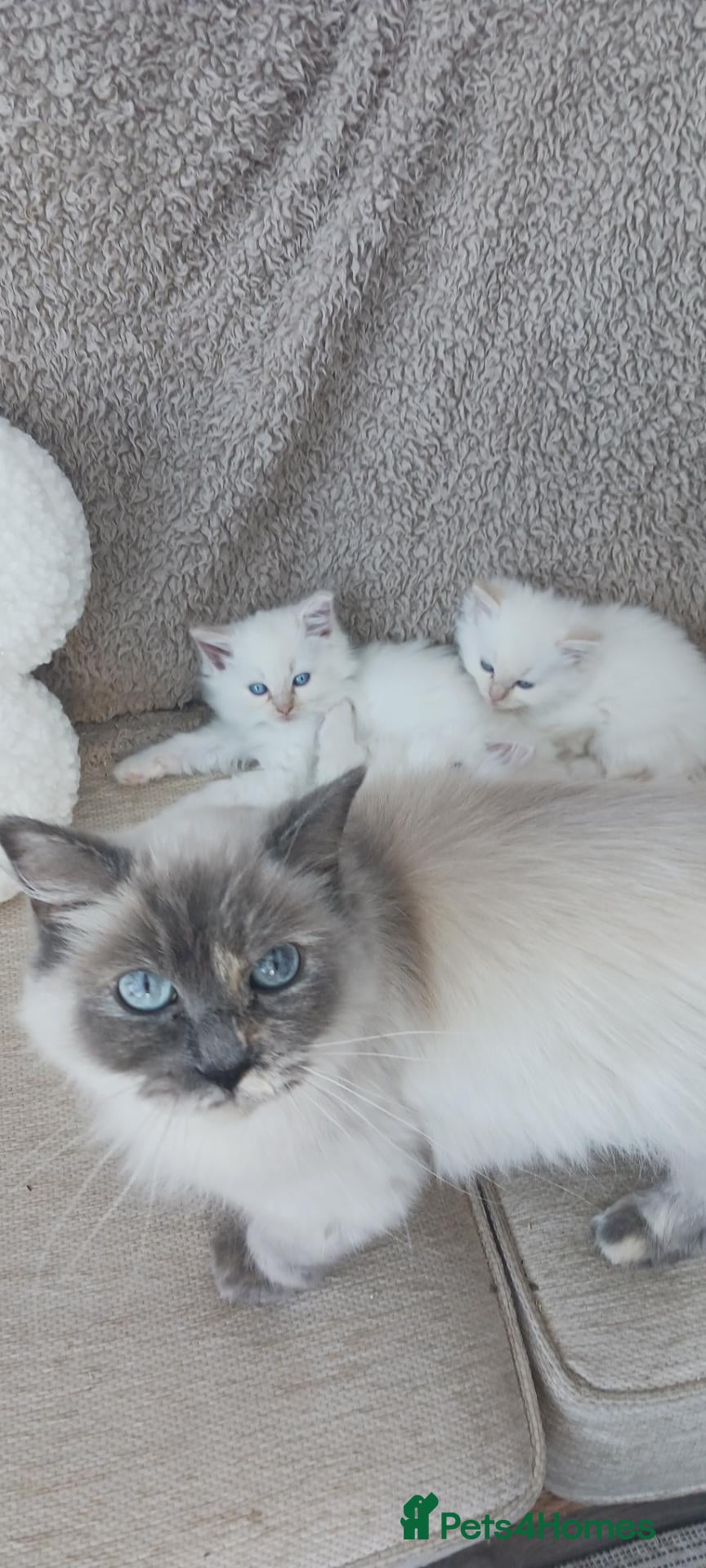 Ragdoll cats Beautiful Ragdoll Kittens  - Advert 1