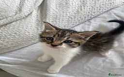 Mixed Breed cats for sale: Kitten for sale - Image 3
