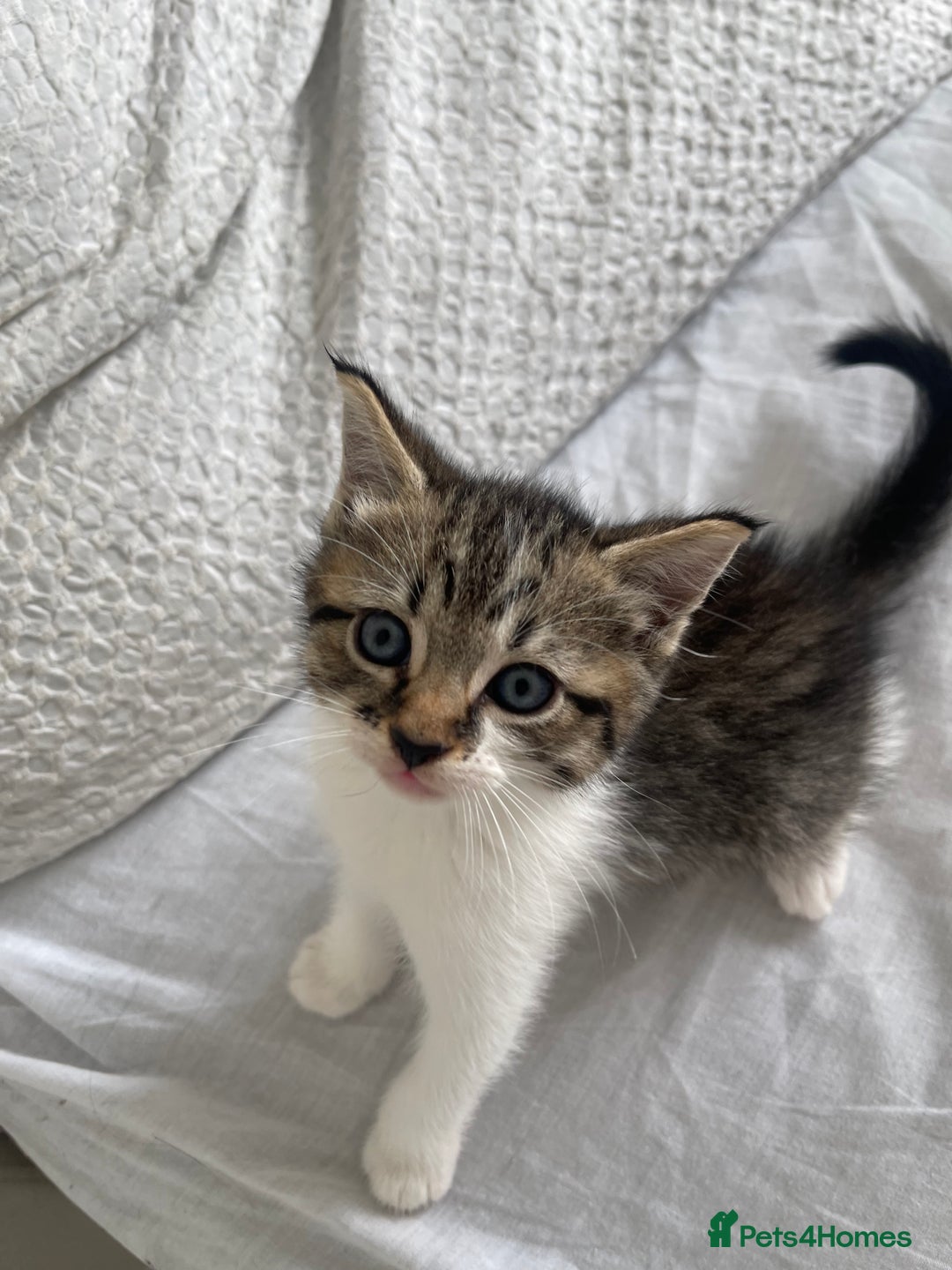 Mixed Breed cats for sale: Kitten for sale - Image 3