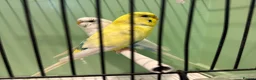 Budgerigars birds for sale: Breeding pair of budgies and one female budgie - Advert 4