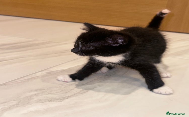 Mixed Breed cats - Advert 4