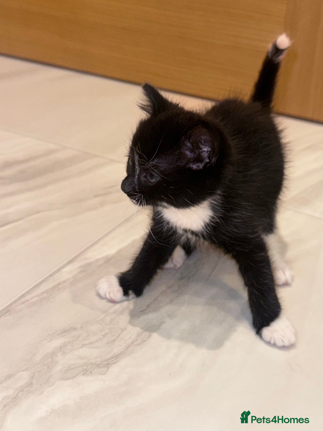 Mixed Breed cats for sale: Kittens - Advert 1