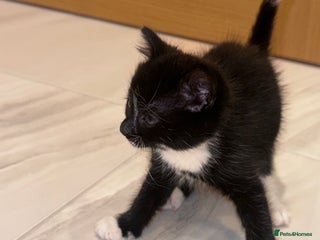 Mixed Breed cats - Advert 1