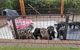 Mixed Breed dogs for sale: HARLEQUINN CANE CORSO X AMERICAN BULLDOGGE - Image 2