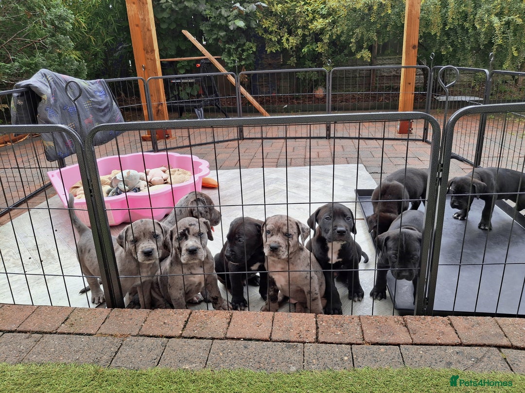 Mixed Breed dogs for sale: HARLEQUINN CANE CORSO X AMERICAN BULLDOGGE - Image 2