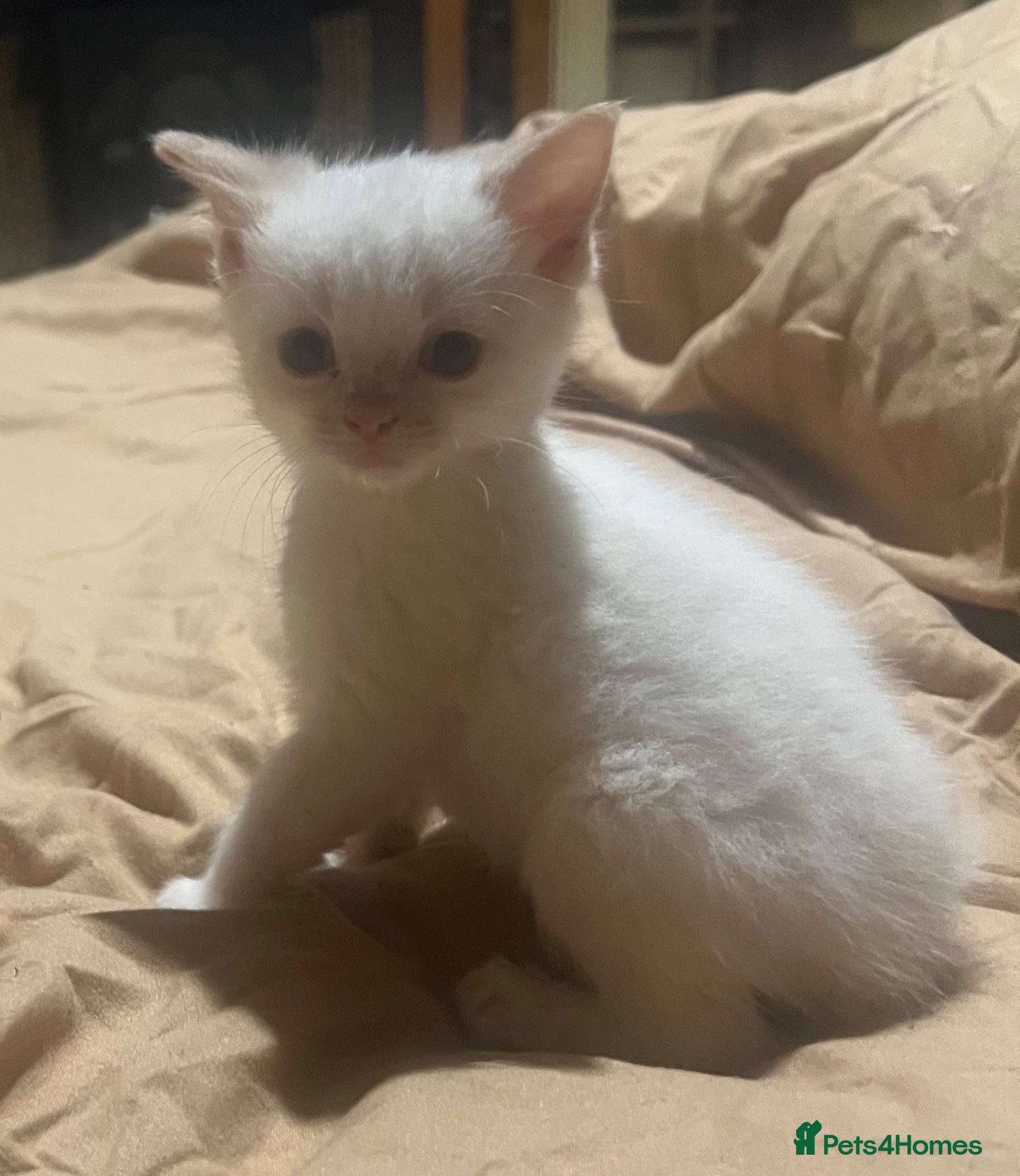 British Shorthair cats Kittens x6  - Advert 4