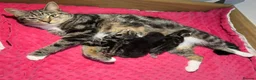 Mixed Breed cats for sale: Adorable Kittens Looking for Loving Homes!  - Advert 1