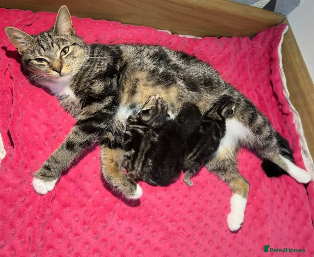 Mixed Breed cats for sale: Adorable Kittens Looking for Loving Homes!  - Advert 1
