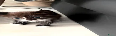 Domestic Shorthair 5