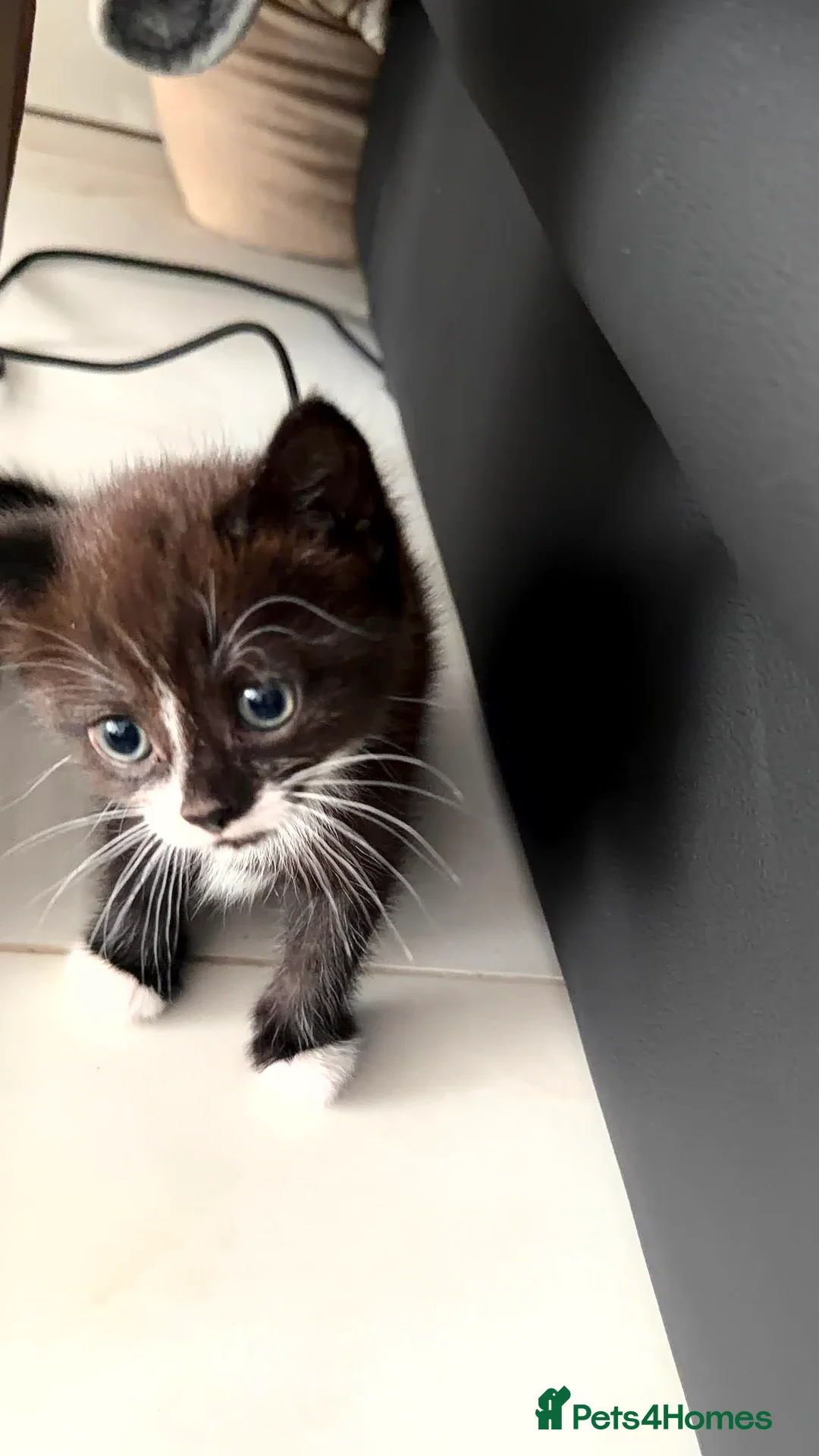 Domestic Shorthair cats for sale: Beautiful Kittens Ready for Loving Homes-Bham - Advert 2