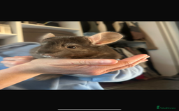 Chinchilla rodents for sale: 2 boys and cage 🩵 - Image 1