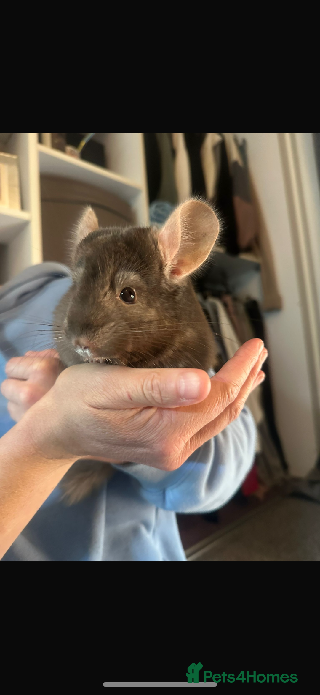 Chinchilla rodents for sale: 2 boys and cage 🩵 - Image 1